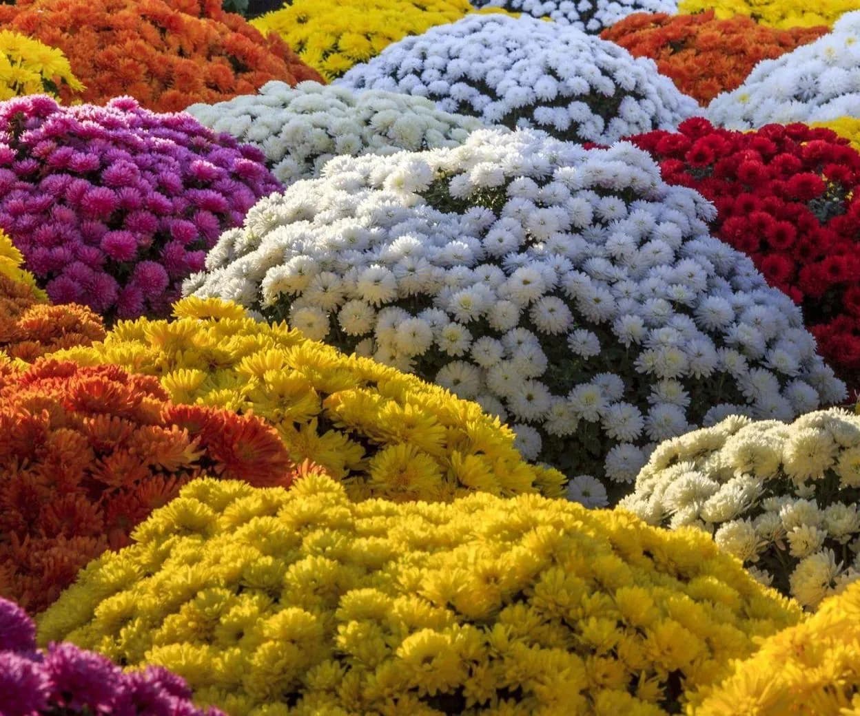 Jak przezimować chryzantemy z cmentarza, aby przetrwały zimę