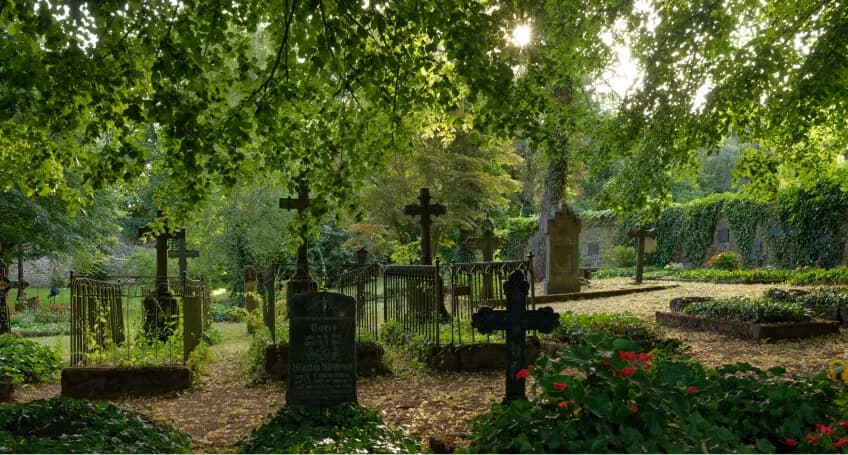 Co posadzić na cmentarzu? Najlepsze rośliny na groby i ich pielęgnacja